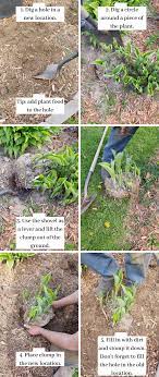 Expert advice from bbc gardeners' world magazine. Hostas How To Divide And Conquer L E Phillips Memorial Public Library