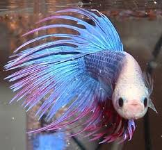 Peixe Betta Transparente Pesquisa Google Betta Peixes Peixe Betta