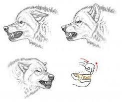 Comment Dessiner Un Loup Furieux Partie 1 2 Le Visage Comment Dessiner Un Loup Croquis De Loup Loup Dessin