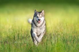 Alaskan Malamute Dog Breed Information Pictures More
