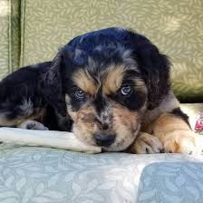 Maybe you would like to learn more about one of these? Australian Retrievers Quick Witted And Full Of Fun K9 Web