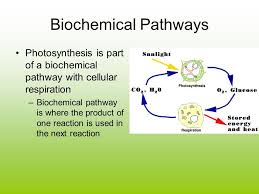 Biochemical Pathway Of Cell Respiration Flow Chart Luxury Synthesis Ppt Video Online Of 52 Fresh Biochemical Pathway O Cell Respiration Flow Chart Video Online