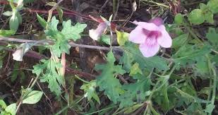 Image result for Dicerocaryum eriocarpum