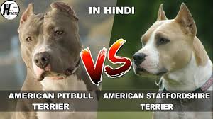 American pitbull terrier depending on bloodline are on standard? American Pitbull Terrier Vs American Staffordshire Terrier Comparison Dog Vs Dog Youtube