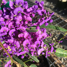 Image result for Hardenbergia