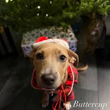 Fetch Wisconsin Rescue added a...