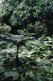 Image result for Cyathea manniana