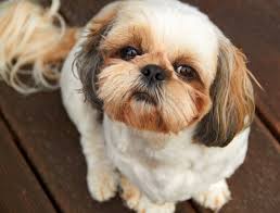 Shorkie A Complete Guide To The Shih Tzu Yorkie Mix All