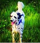 Dalmatian Dog Breed Information