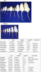 Ball Python Size Chart Siteze
