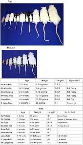 Ball Python Size Chart Siteze