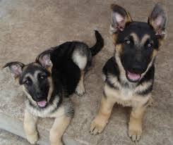 Gerdeshaus german shepherds is a german shepherd breeder offering shipping of german shepherd dogs and german shepherd puppies to austin, houston, san antonio, amarillo, or anywhere in texas with an international airport. German Shepherd Puppies I Want I Want German Shepherd Puppies German Shepherd German Shepherd Dogs