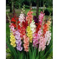 Our company planting flower bulbs is believing in tomorrow ™. Gladiolus Bulbs Gladiolus Bulb Suppliers Gladiolus Bulbs Selling Companies