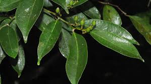 Image result for Cryptocarya