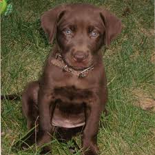 Moose who passed both senior and m. Reinitz Chocolate Labrador Retrievers Home Facebook