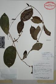 Image result for Marsdenia angolensis