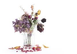 Doch welches sind eigentlich die beliebtesten schnittblumen? Blumen De So Bleiben Schnittblumen Langer Frisch