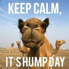 The hump day camel was a camel that looks similar to cameel habib habab and mistook him by some fans. Keep Calm It S Hump Day Camel Picture