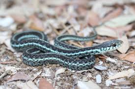 The garter snake, s, is a variety of snake. Common Gartersnake Florida Snake Id Guide