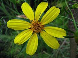 Image result for Bidens ruyigiensis