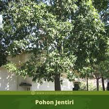 Artikel tentang ciri ciri pohon jalitri dengan mudah dapat kita temukan pohon jalitri sebagai salahsatu tips, yang pada umumnya untuk ciri ciri dan tutorial lainnya. Ciri Ciri Pohon Jentiri Ganitri Elaeocarpus Ganitrus Di Alam Liar Ciriciripohon Com