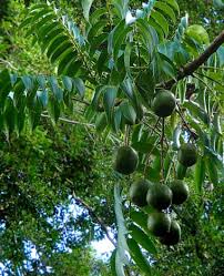 Wi apple (pronounced wee or vee apple) is a tall tropical fruit tree often seen growing in gardens and parks in hawaii. Tropical Taste Of Hawaii The Wondrous Wi Apple Dengarden