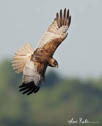 Birds Of Prey Western North Carolina Pin On Hawks Accipitridae Etc