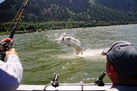 If you are looking for an oregon sturgeon fishing guide you can be assured bill green will work hard to get you into fish! Portland Oregon Fishing Guide Washington Too Marvins Guide Service