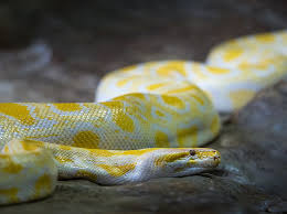 Burmese python coloring page c s w d coloring pages, snake crafts, free coloring pages. File Albino Burmese Python 31859920537 Jpg Wikimedia Commons