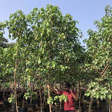 Image result for Thespesia populneoides