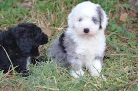 Sheepadoodle Characteristics Appearance And Pictures