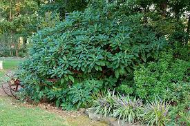 I have seen this bush only once @ gibbs gardens, ball ground, ga which was blooming @paperbush57: Dirt Therapy Shrubs Winter Plants Edgeworthia Chrysantha Plants