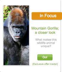 And This Month S In Focus Animal Is The Mountain Gorilla 15 Off Sift Plush Http Www Polarbearandpanda Com In F Mountain Gorilla Wildlife Animals Gorilla