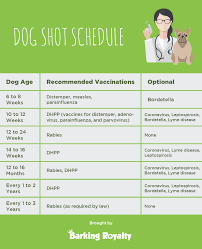 puppy vaccination schedule shots your puppy needs