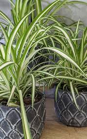Image result for Chlorophytum hirsutum