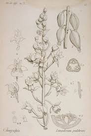 Image result for Cynorkis kassneriana