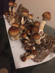 In nature, the appearance gives that of a golden teacher, but with a very distinct white cap which is brought on by the. Golden Teachers Ready For Harvest Psilocybinmushrooms