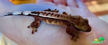 Visit a pets domain store near you. Reptile Shops Near Me Online Shopping