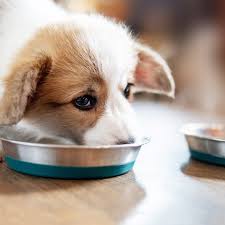 We did not find results for: How Often To Feed A Puppy Puppy Feeding Guidelines Gfp