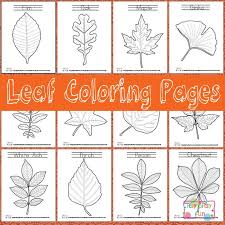 Leaf Coloring Pages Itsybitsyfun Com Leaf Coloring Page Free Printable Coloring Pages Leaf Identification