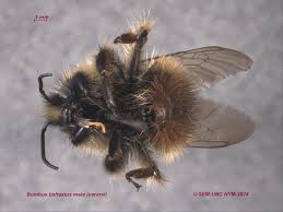 Image result for Bombus balteatus