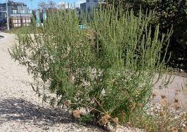Ragweeds are flowering plants in the genus ambrosia in the aster family, asteraceae. Invasive Pflanzenarten Was Ist Das