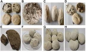 Frontiers | Phenotypic and Genotypic Identification of Bacteria Isolated  From Traditionally Prepared Dry Starters of the Eastern Himalayas