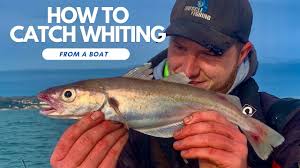 How To Catch WHITING From A boat