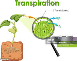 Image result for Stomatanthes