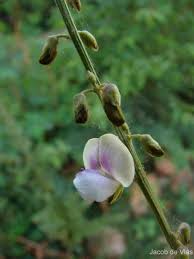 Image result for Tephrosia noctiflora