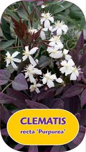 Image result for Clematis recta atropurpurea