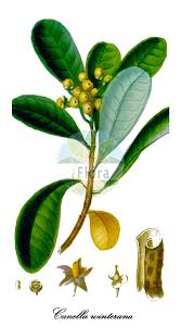 Image result for Canellaceae