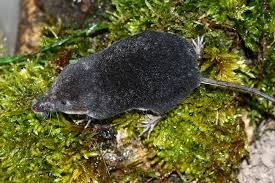 Image result for Neoschumannia