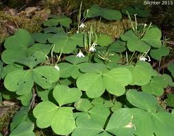 Image result for Oxalis oligotricha